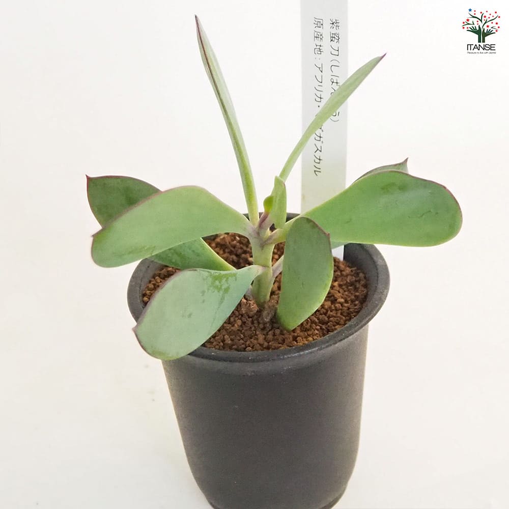 紫蛮刀(しばんとう) 【多肉植物 2.5号／1個売り】