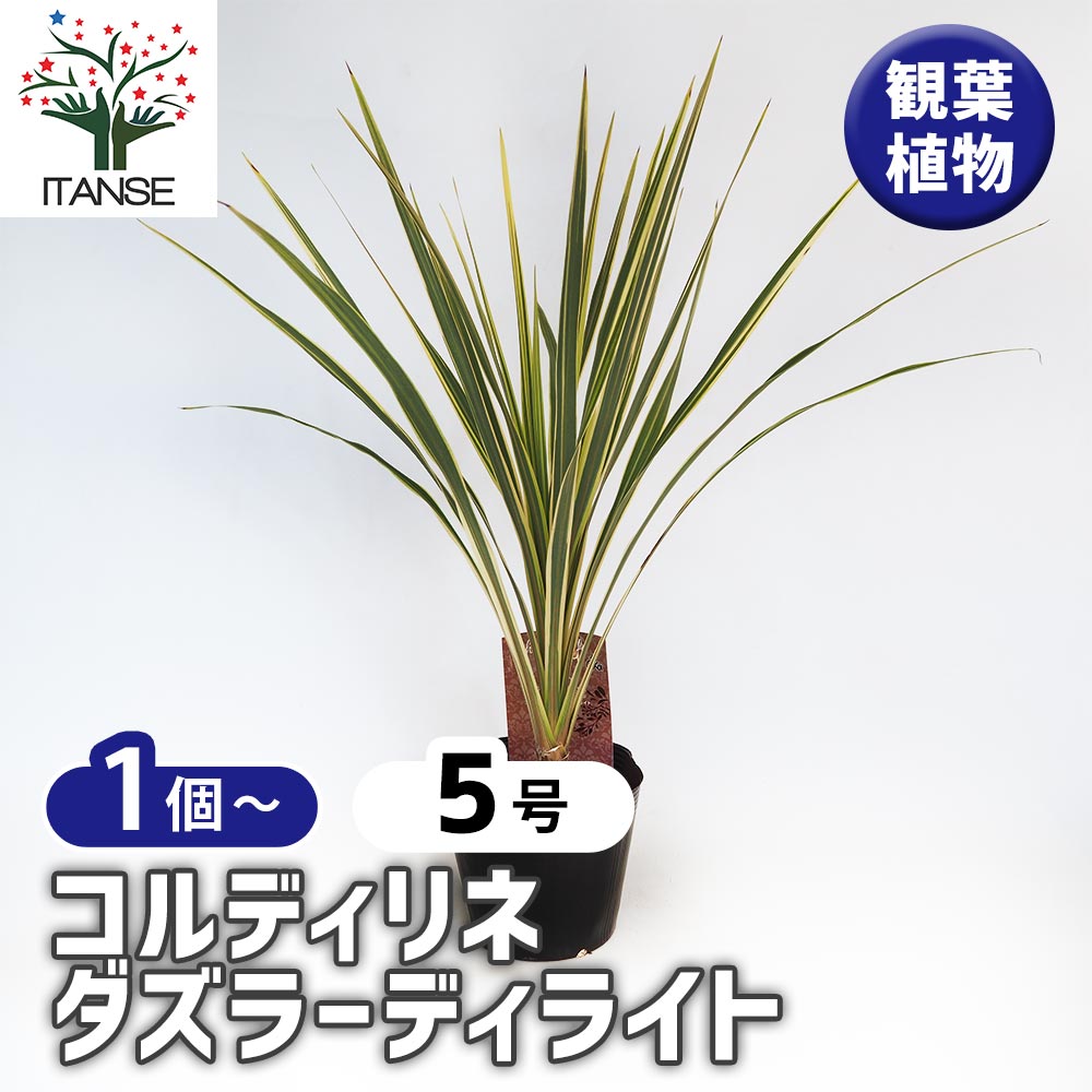 コルディリネ ダズラーディライト 【観葉植物 5号／1個売り】