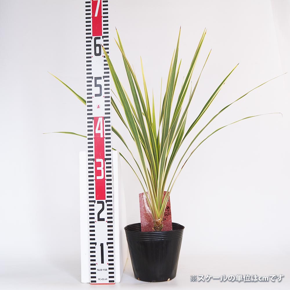 コルディリネ ダズラーディライト 【観葉植物 5号／1個売り】