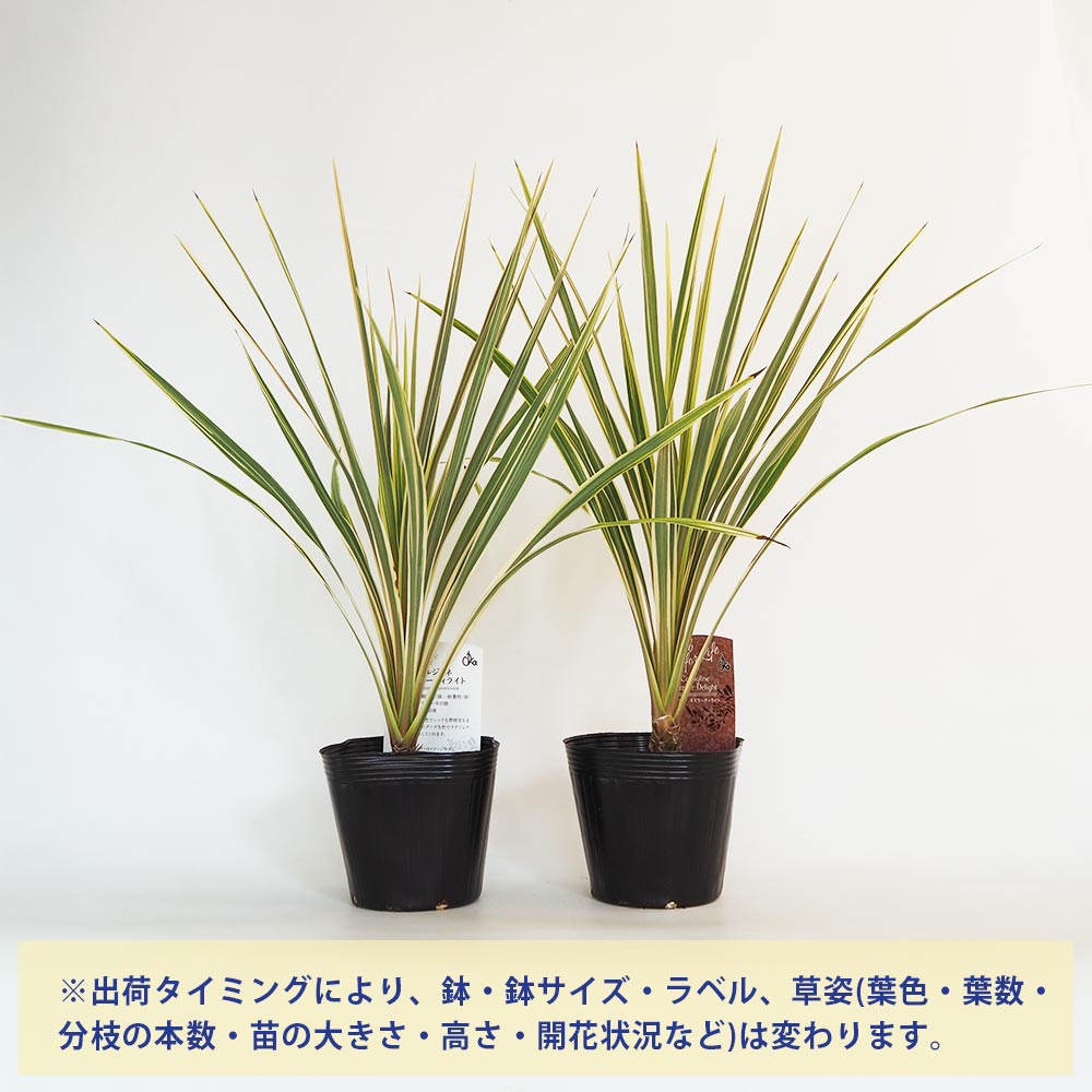 コルディリネ ダズラーディライト 【観葉植物 5号／1個売り】