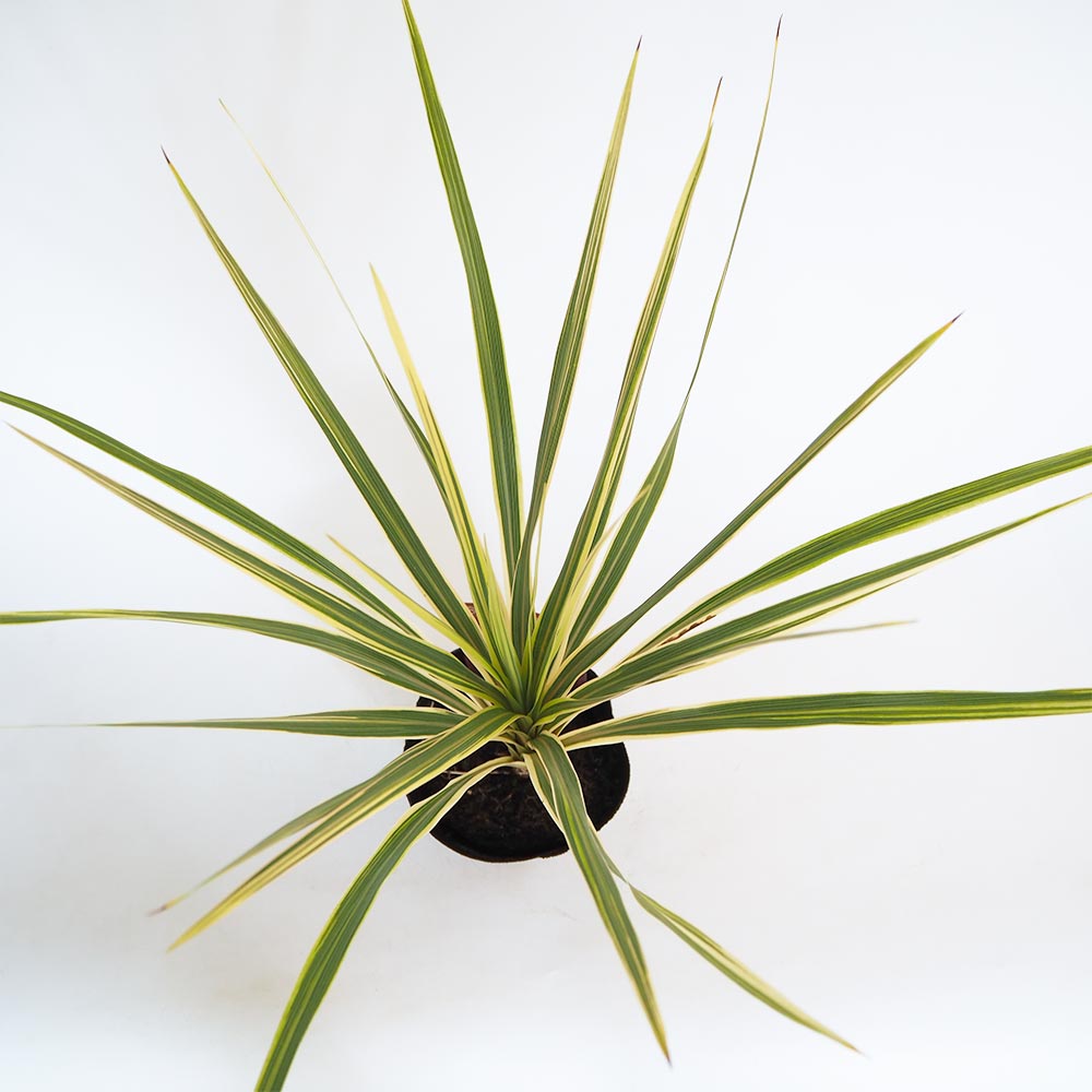 コルディリネ ダズラーディライト 【観葉植物 5号／1個売り】