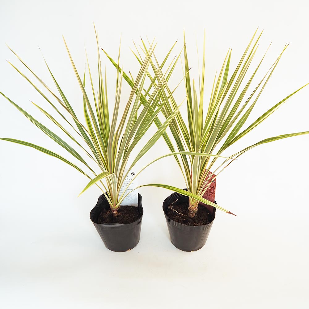 コルディリネ ダズラーディライト 【観葉植物 5号／1個売り】