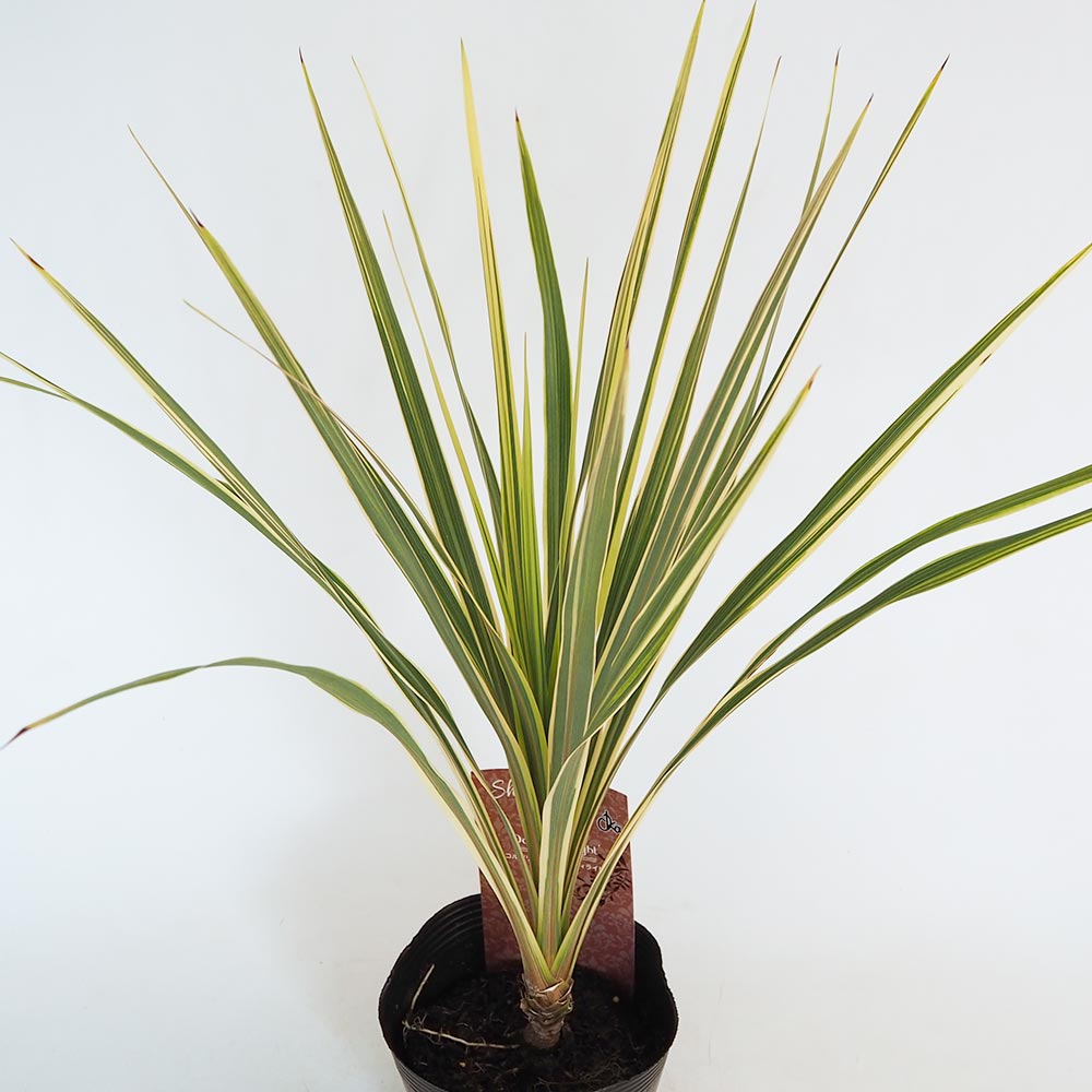 コルディリネ ダズラーディライト 【観葉植物 5号／1個売り】