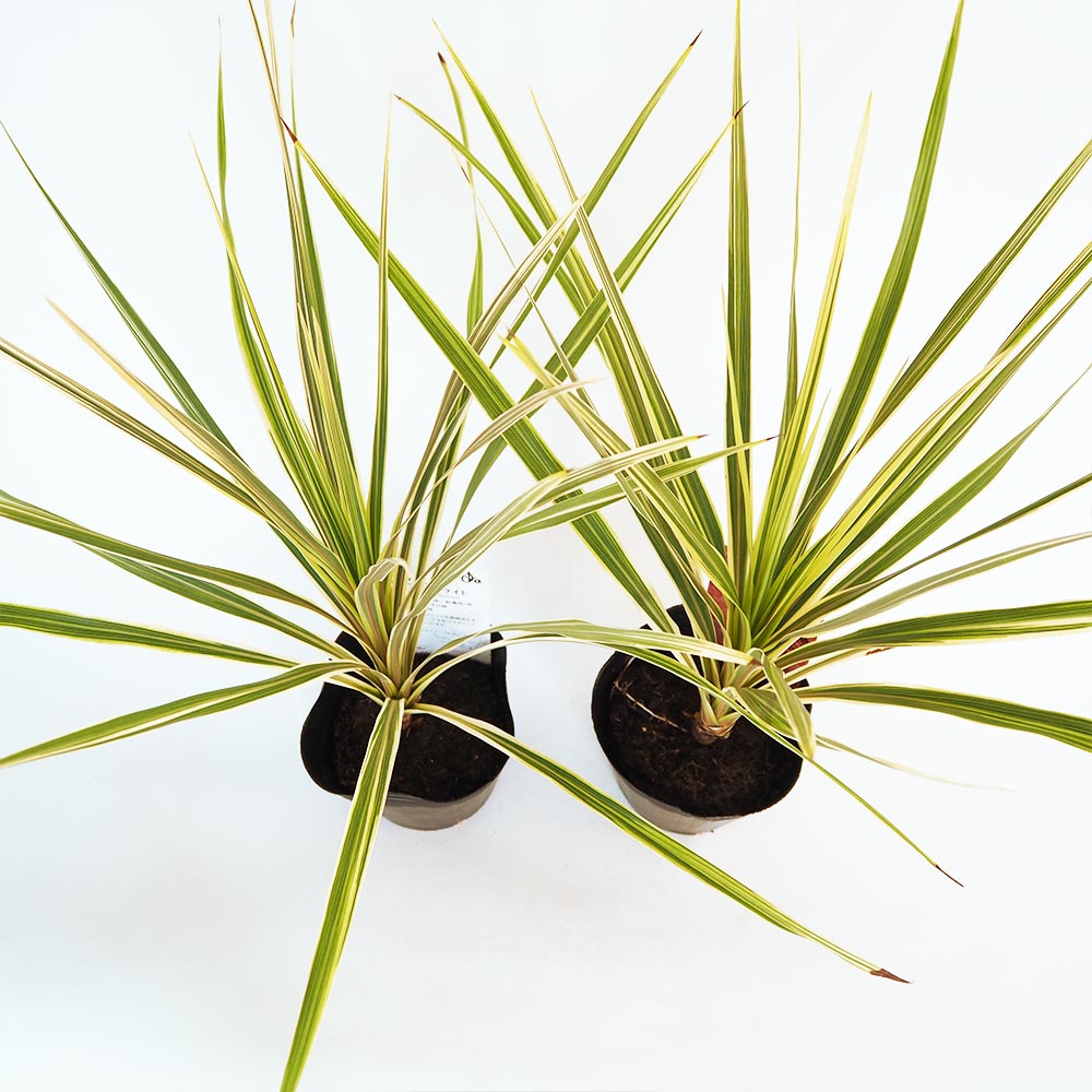 コルディリネ ダズラーディライト 【観葉植物 5号／1個売り】