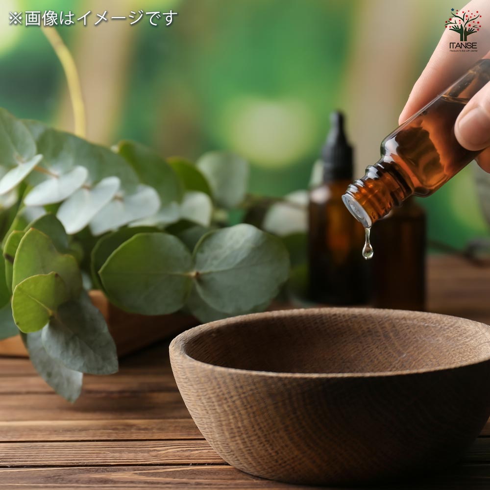 ユーカリ オービフォリア 【花木苗 5号／1個売り】