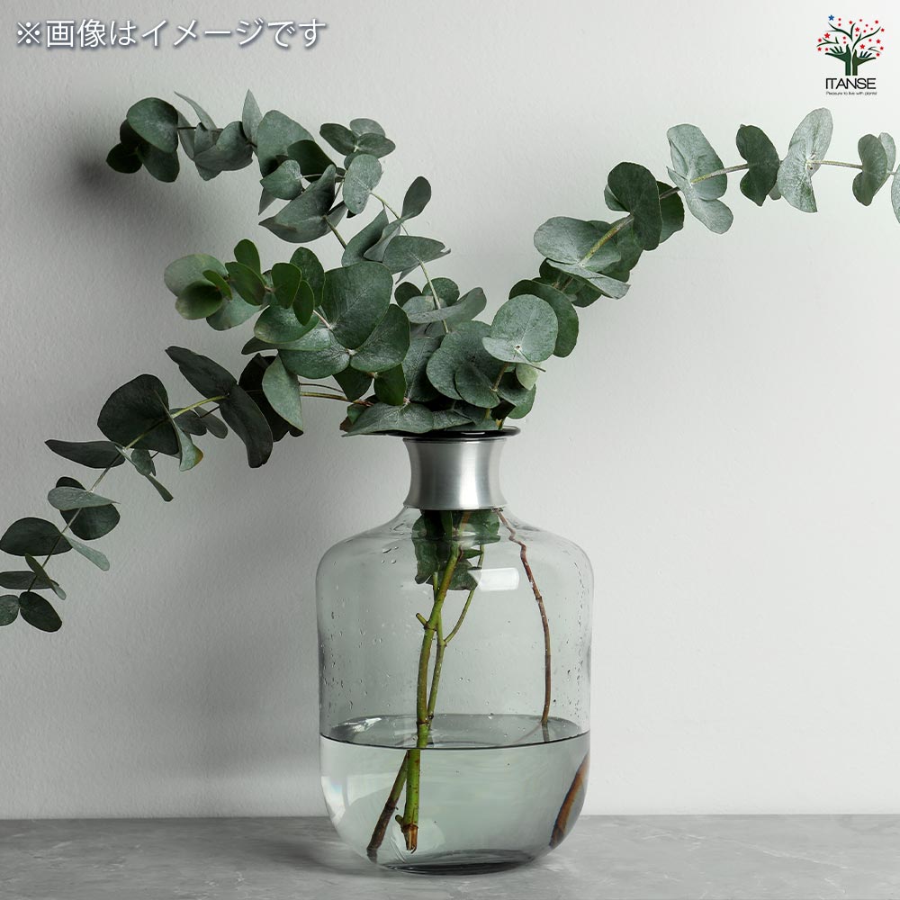 ユーカリ オービフォリア 【花木苗 5号／1個売り】