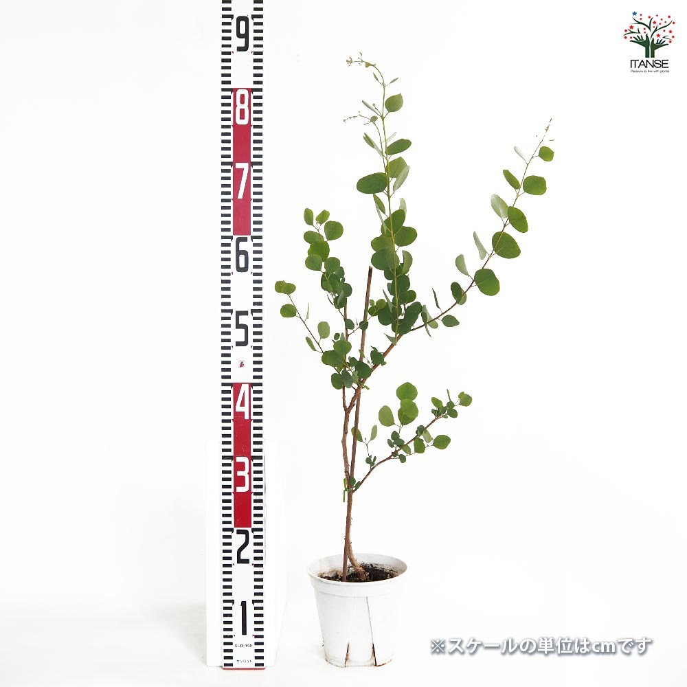 ユーカリ オービフォリア 【花木苗 5号／1個売り】