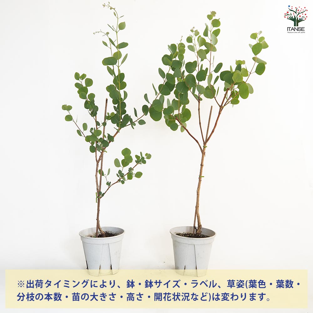 ユーカリ オービフォリア 【花木苗 5号／1個売り】