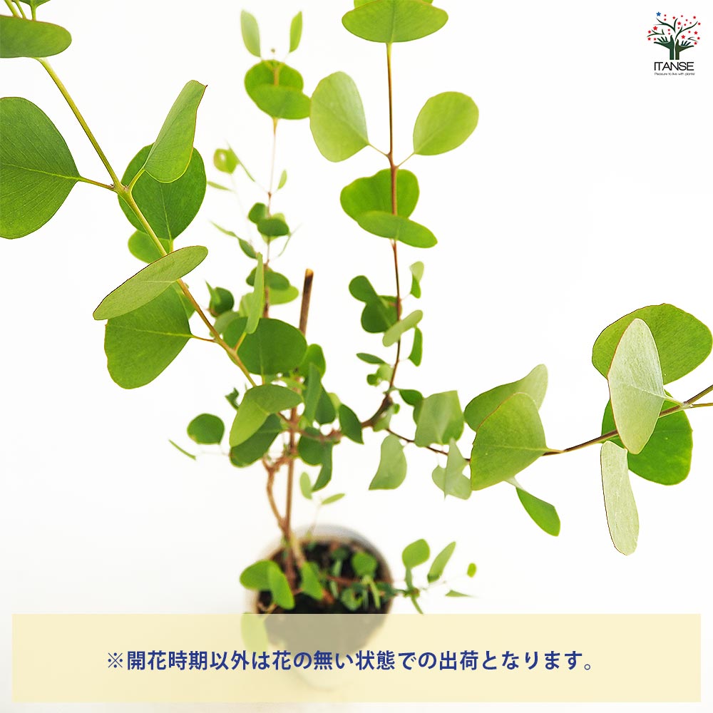 ユーカリ オービフォリア 【花木苗 5号／1個売り】