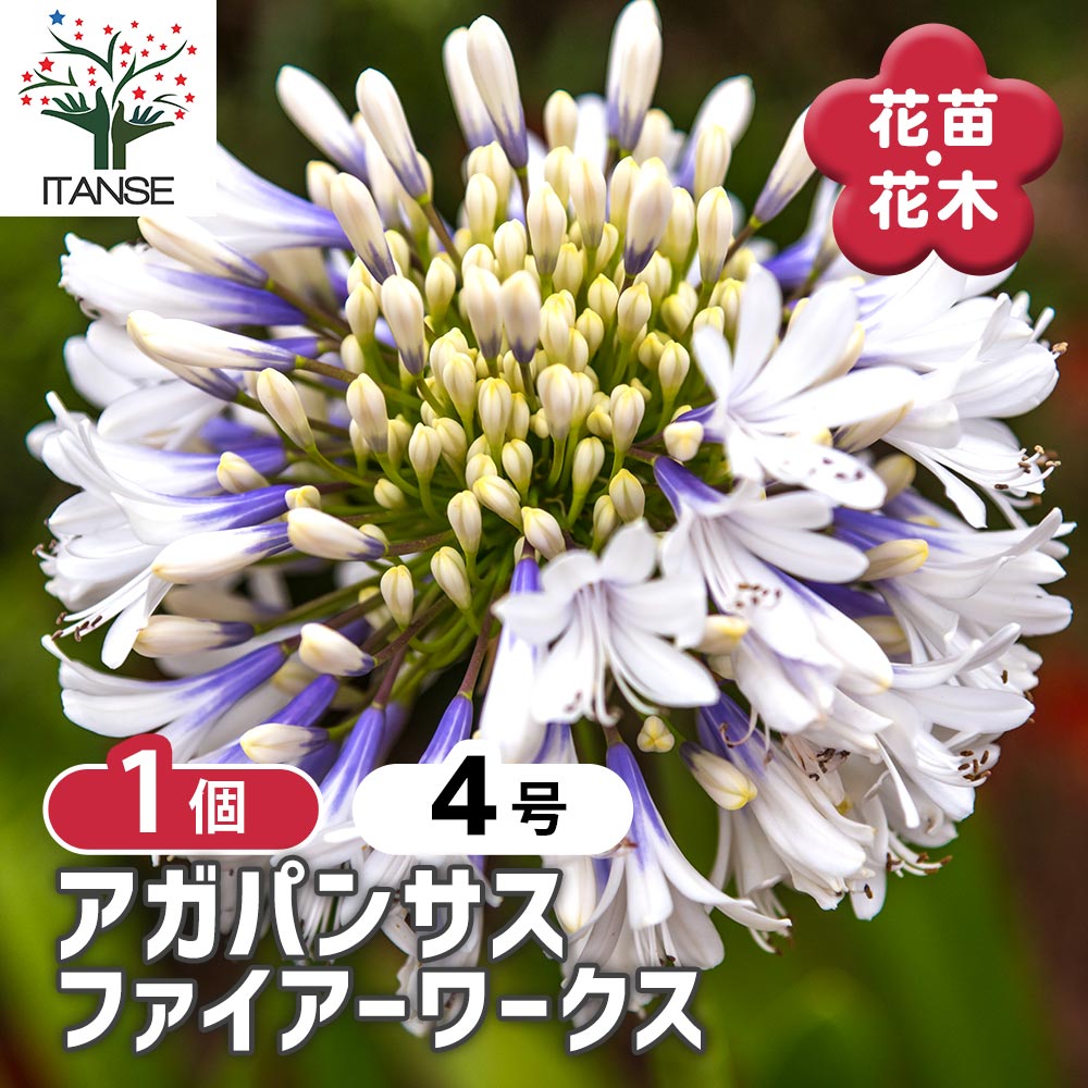 アガパンサス ファイアーワークス 【花苗 4号／1個売り】｜ 【植物の