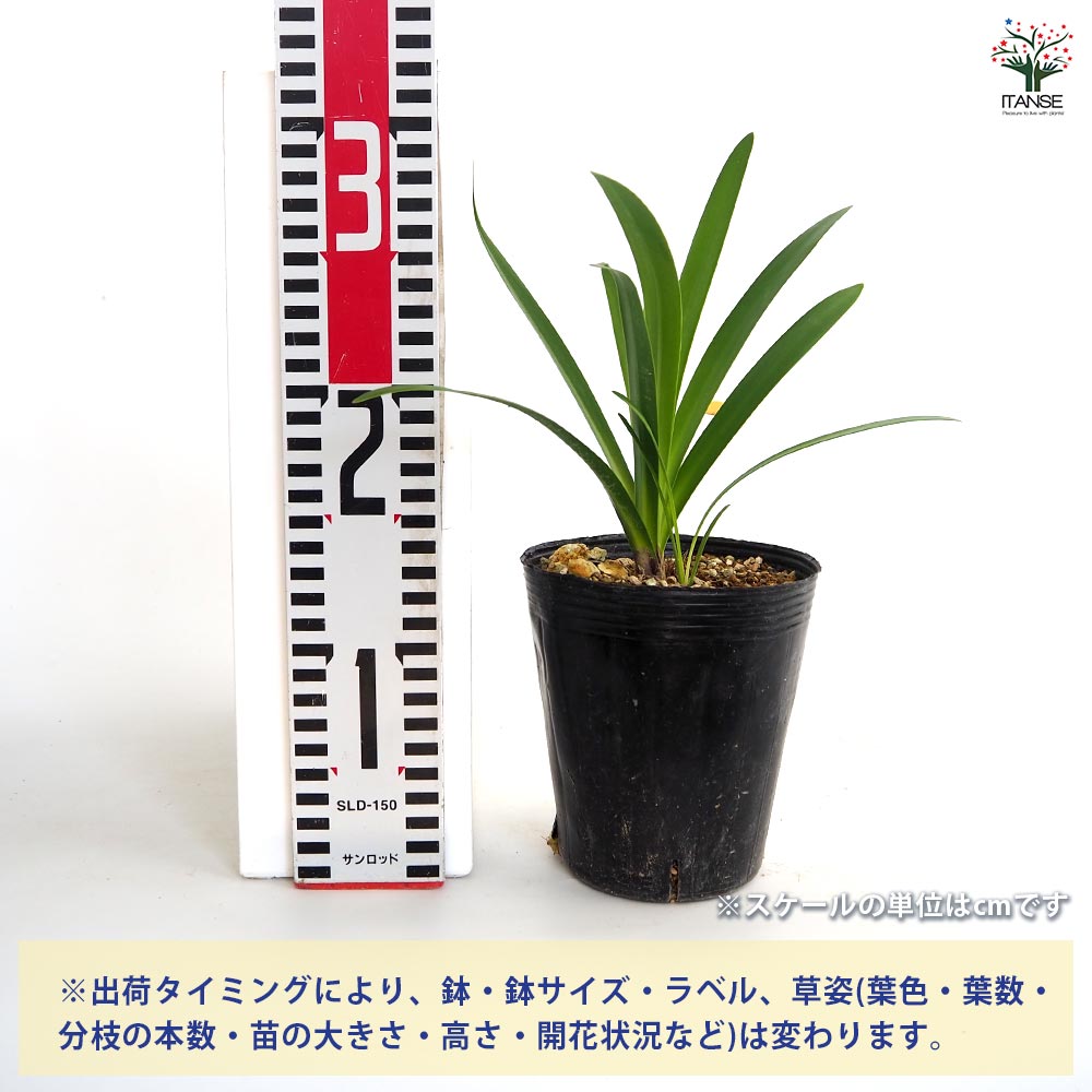 アガパンサス ファイアーワークス 【花苗 4号／1個売り】｜ 【植物の
