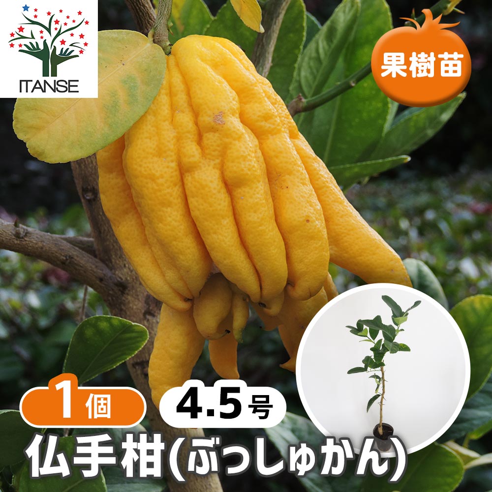 みかんの苗木 仏手柑 手のひらみかん 【果樹の苗木 4.5号／1個売り