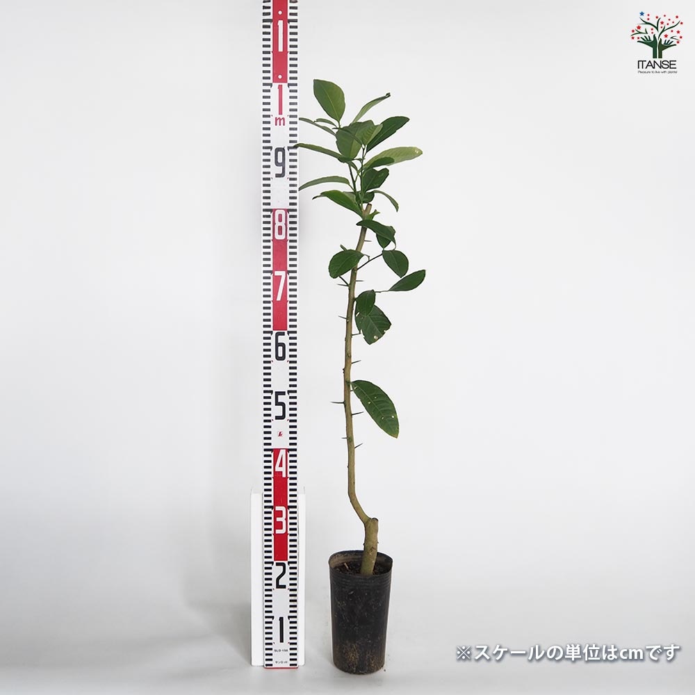 みかんの苗木 仏手柑 手のひらみかん 【果樹の苗木 4.5号／1個売り】