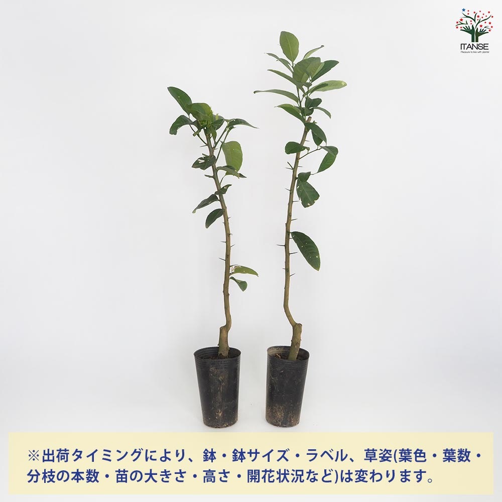 仏手柑　苗　苗木　挿し木6年苗　蕾付き　熱帯果樹　観葉植物(1) 仏手柑 苗 苗木 挿し木6年苗 蕾付き 熱帯果樹 観葉植物(1)