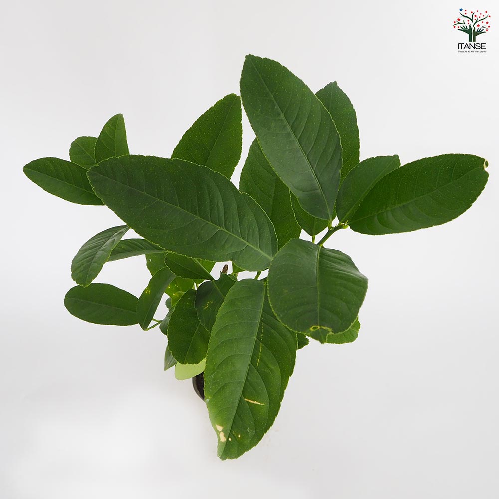 みかんの苗木 仏手柑 手のひらみかん 【果樹の苗木 4.5号／1個売り