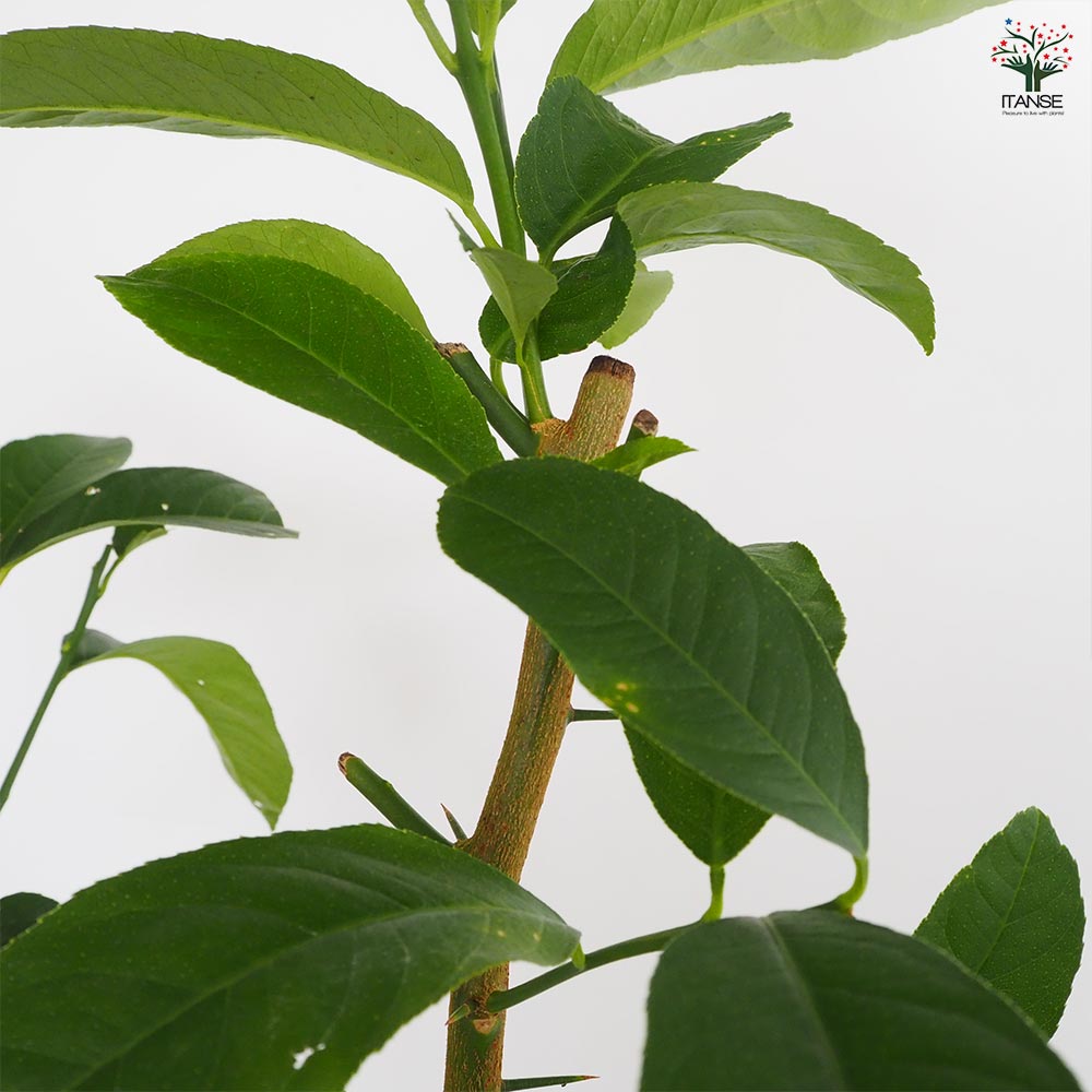 みかんの苗木 仏手柑 手のひらみかん 【果樹の苗木 4.5号／1個売り】