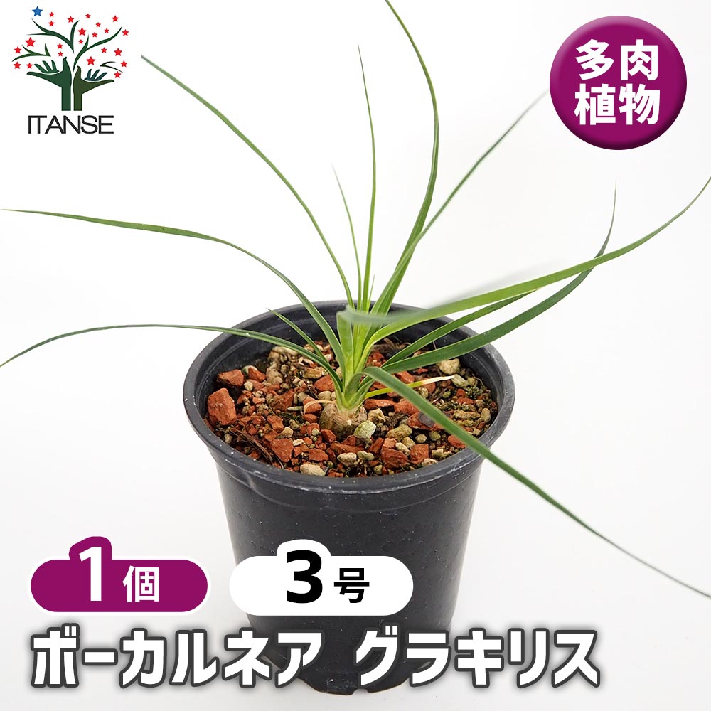 ボーカルネア グラキリス 【多肉植物 3号／1個売り】｜ 【植物の
