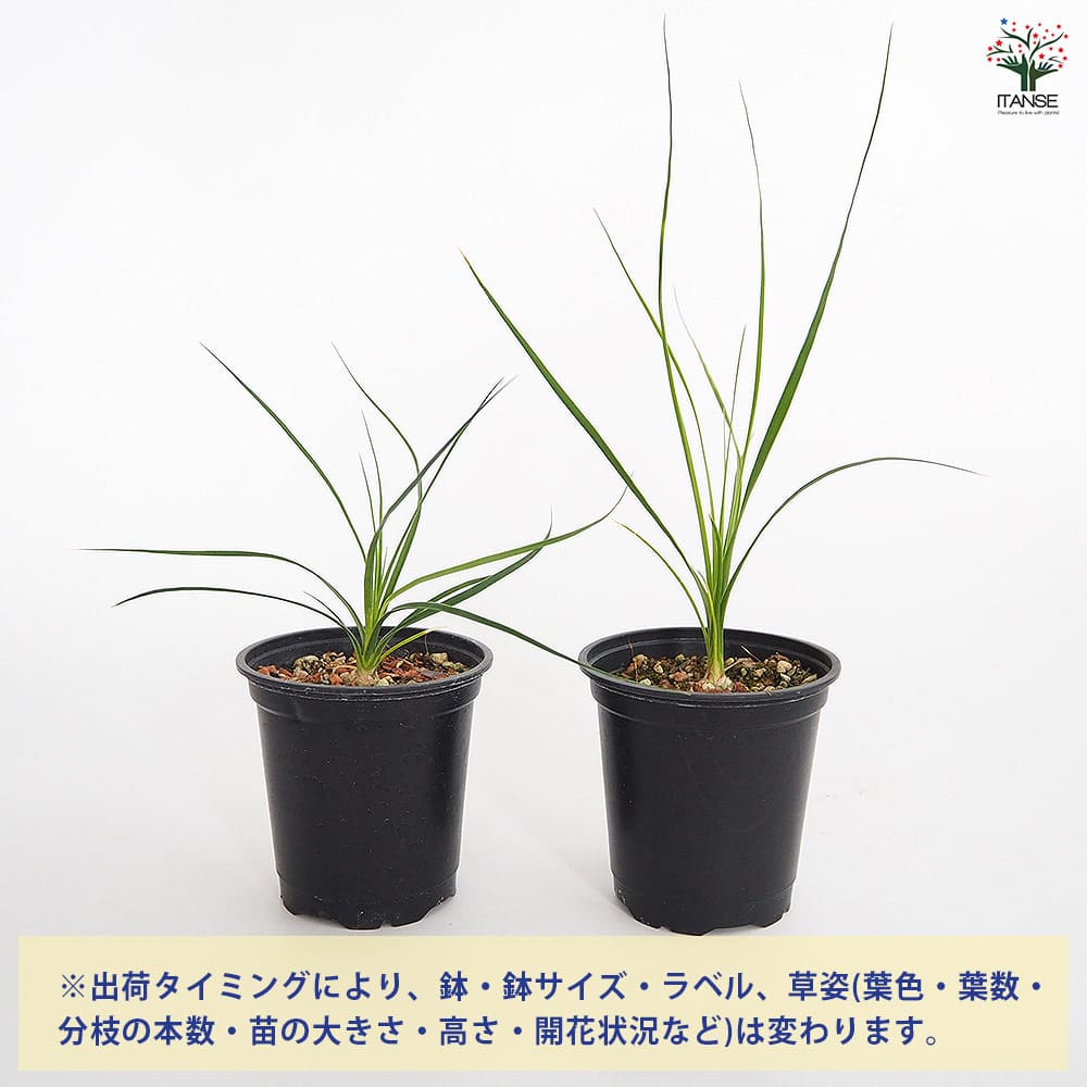 ボーカルネア グラキリス 【多肉植物 3号／1個売り】｜ 【植物の
