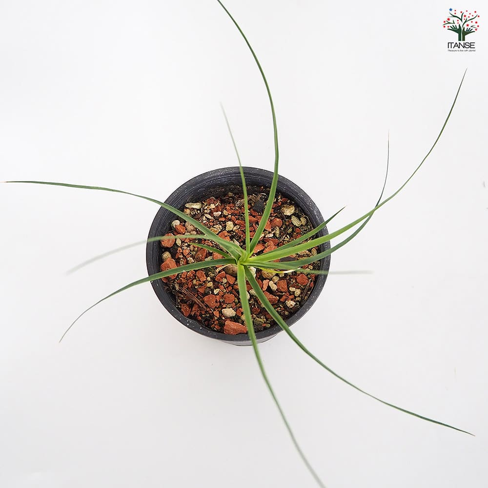 ボーカルネア グラキリス 【多肉植物 3号／1個売り】｜ 【植物の