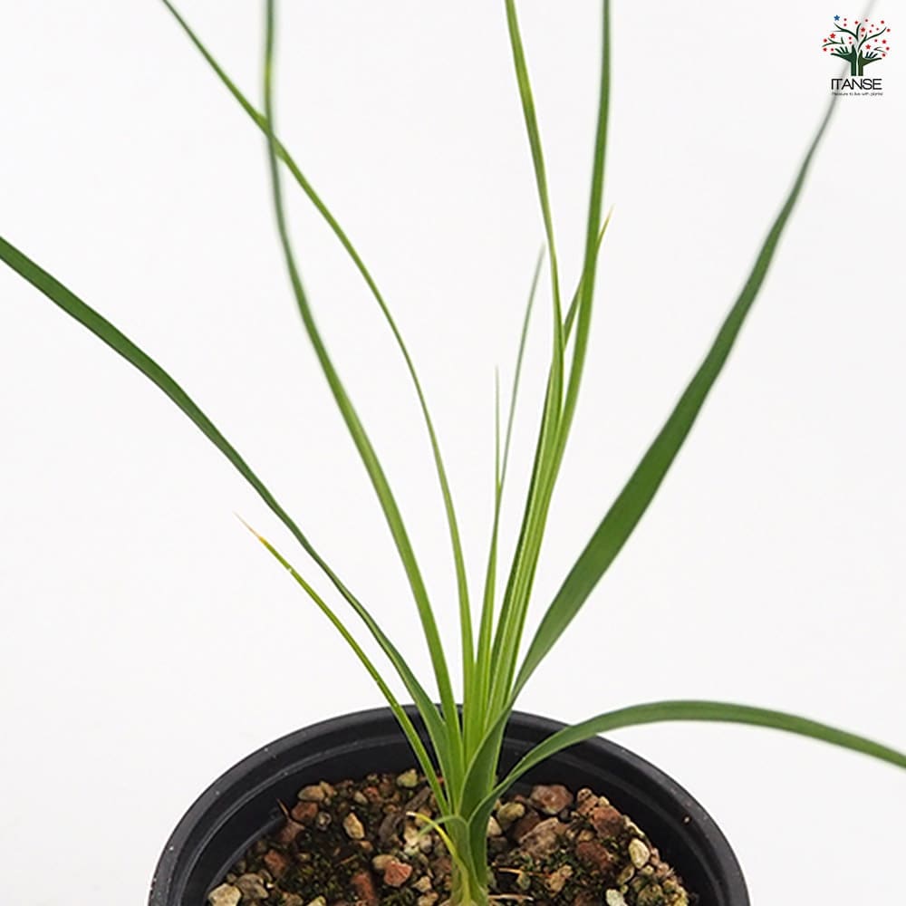 ボーカルネア グラキリス 【多肉植物 3号／1個売り】｜ 【植物の