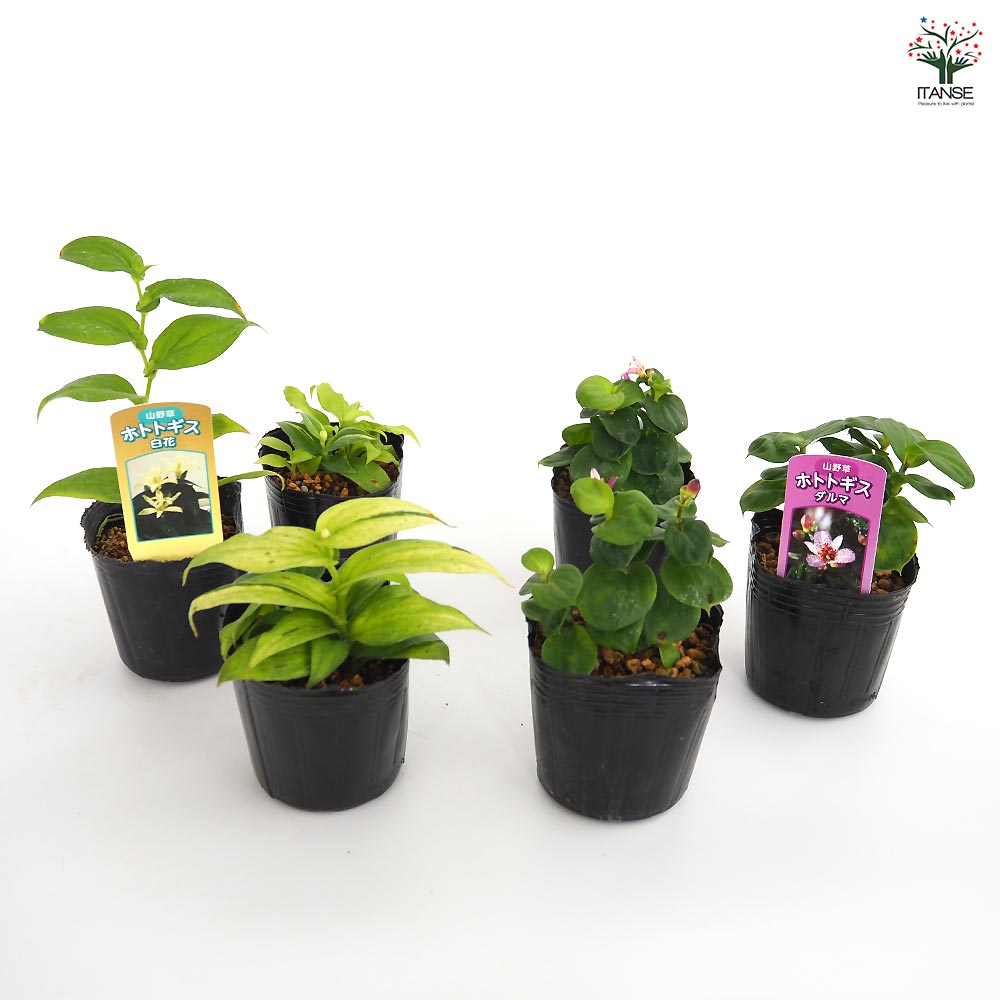 ホトトギス 2品種セット(白花 ダルマ)【花苗 3号】｜ 【植物の