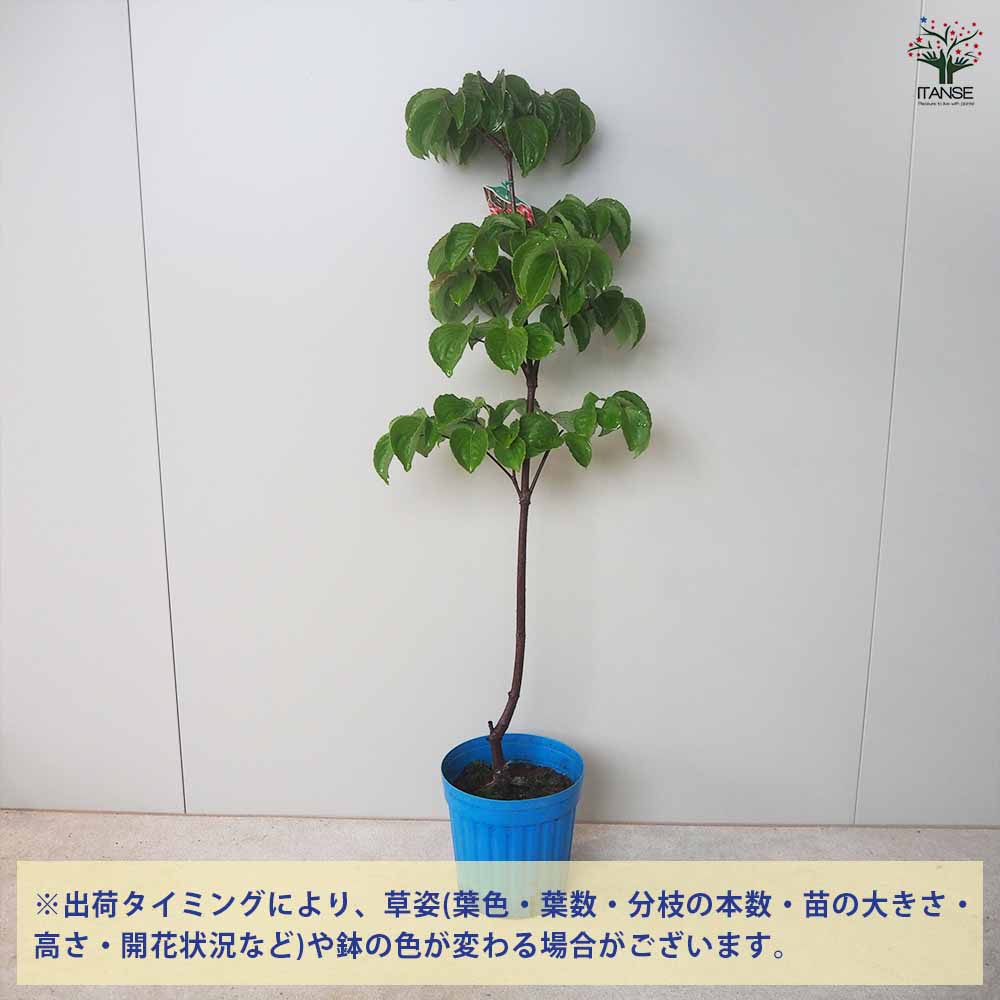 ヤマボウシ 赤花【花苗 5～6号ポット／1個売り】｜ 【植物の