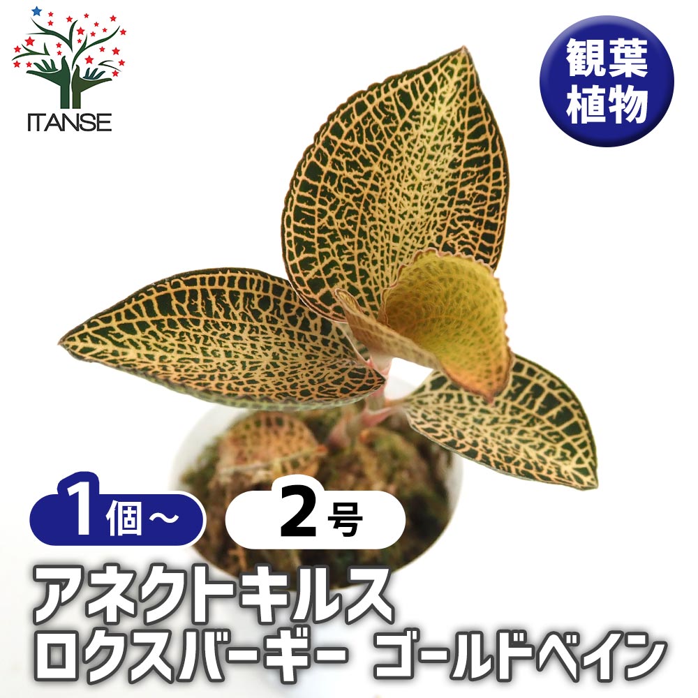 アネクトキルス ロクスバーギー ゴールドベイン 【観葉植物 2号