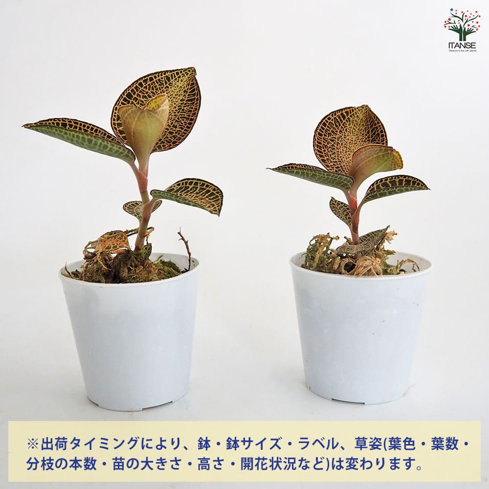 アネクトキルス ロクスバーギー ゴールドベイン 【観葉植物 2号