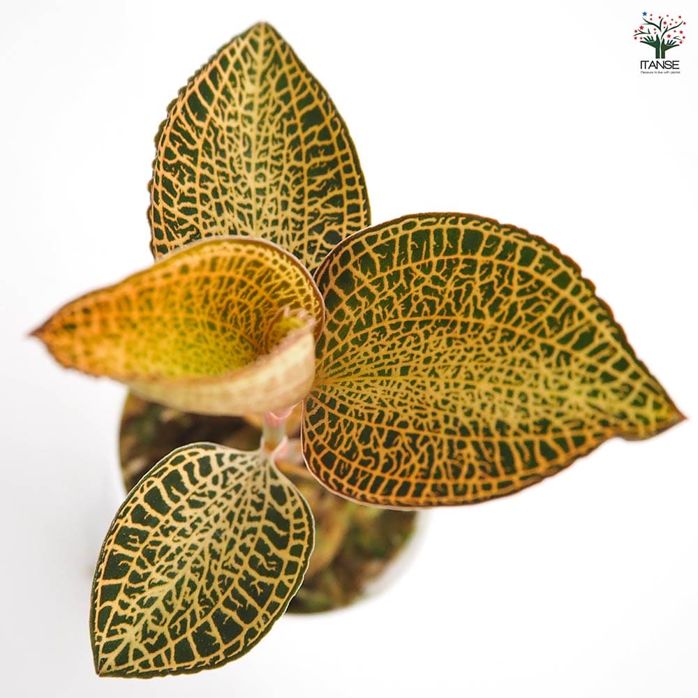 【7株】アネクトキルス・ロビアーナス　アネクトキルス・ロクスバギー　混合品 ADAジャングルプランツに新たに仲間入り アネクトキルス