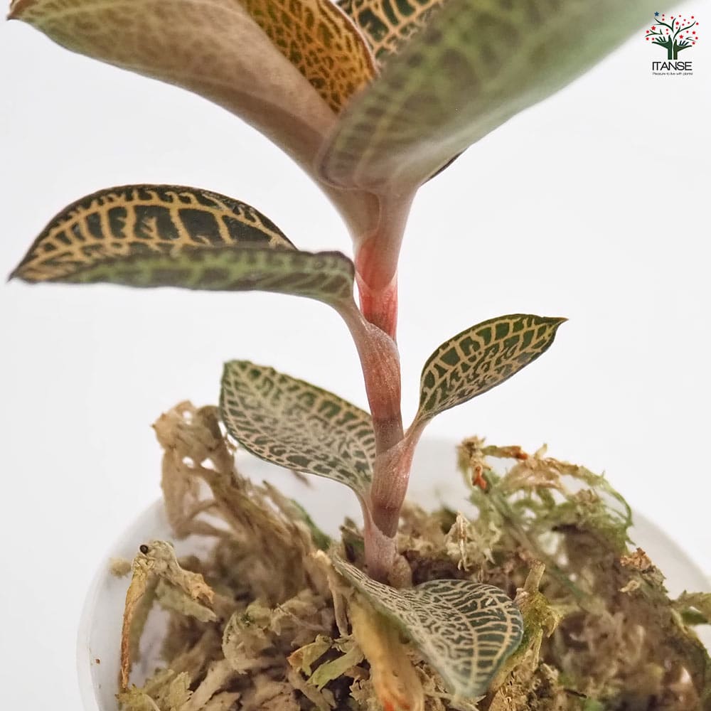 アネクトキルス ロクスバーギー ゴールドベイン 【観葉植物 2号