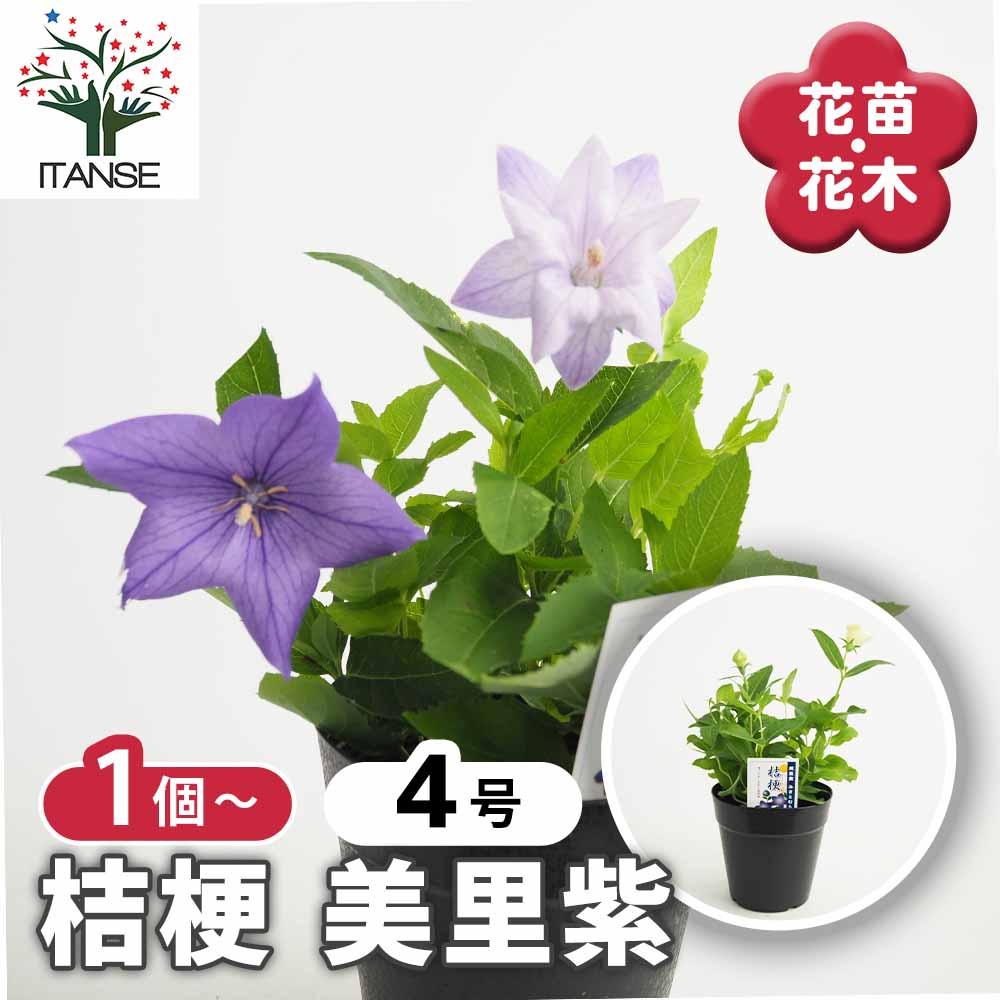 桔梗の苗 美里紫(ミサトムラサキ) 【花苗 4号】｜ 【植物の