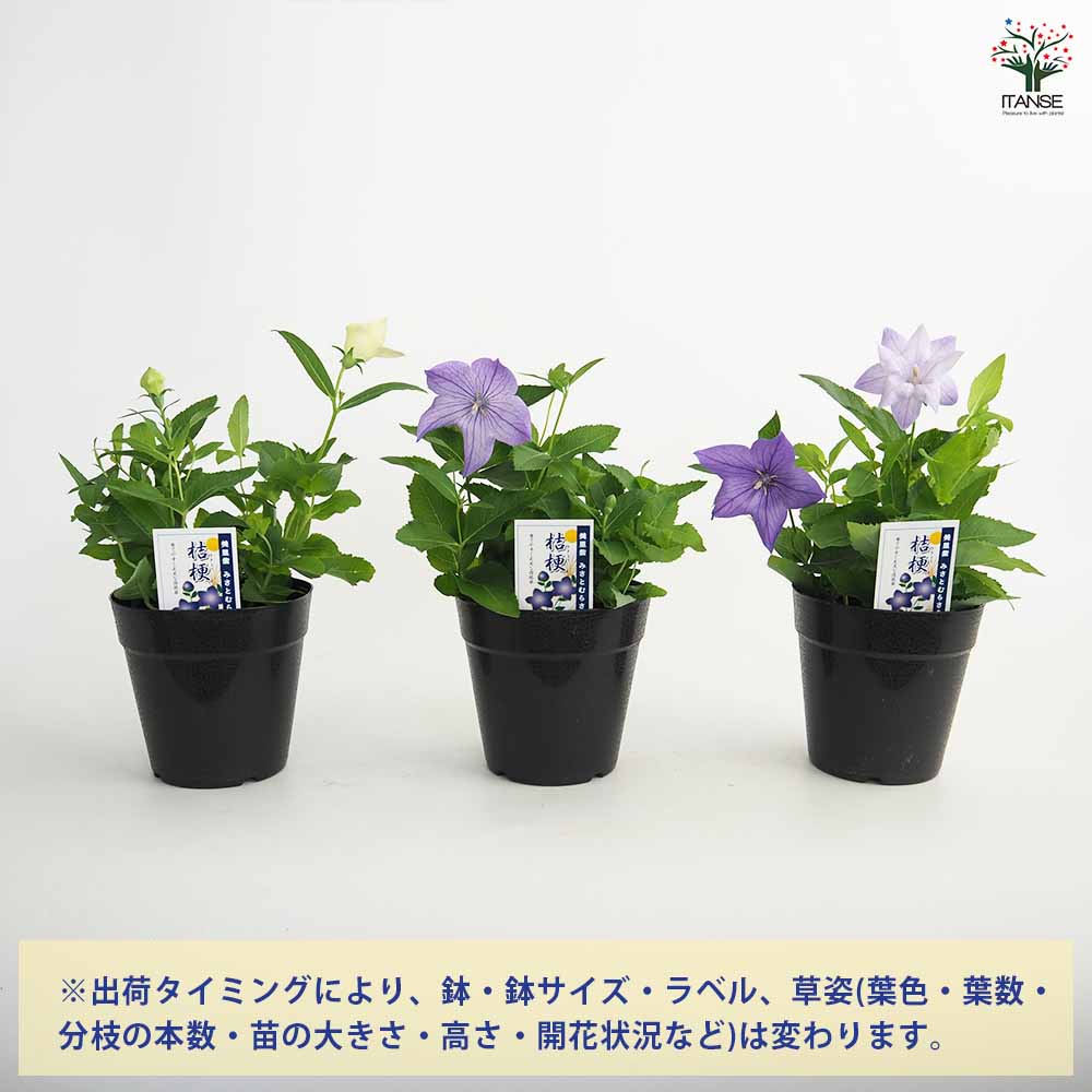 桔梗の苗 美里紫(ミサトムラサキ) 【花苗 4号】｜ 【植物の