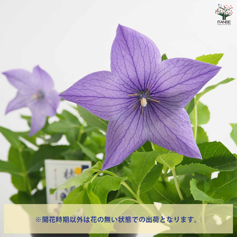桔梗の苗 美里紫(ミサトムラサキ) 【花苗 4号】｜ 【植物の