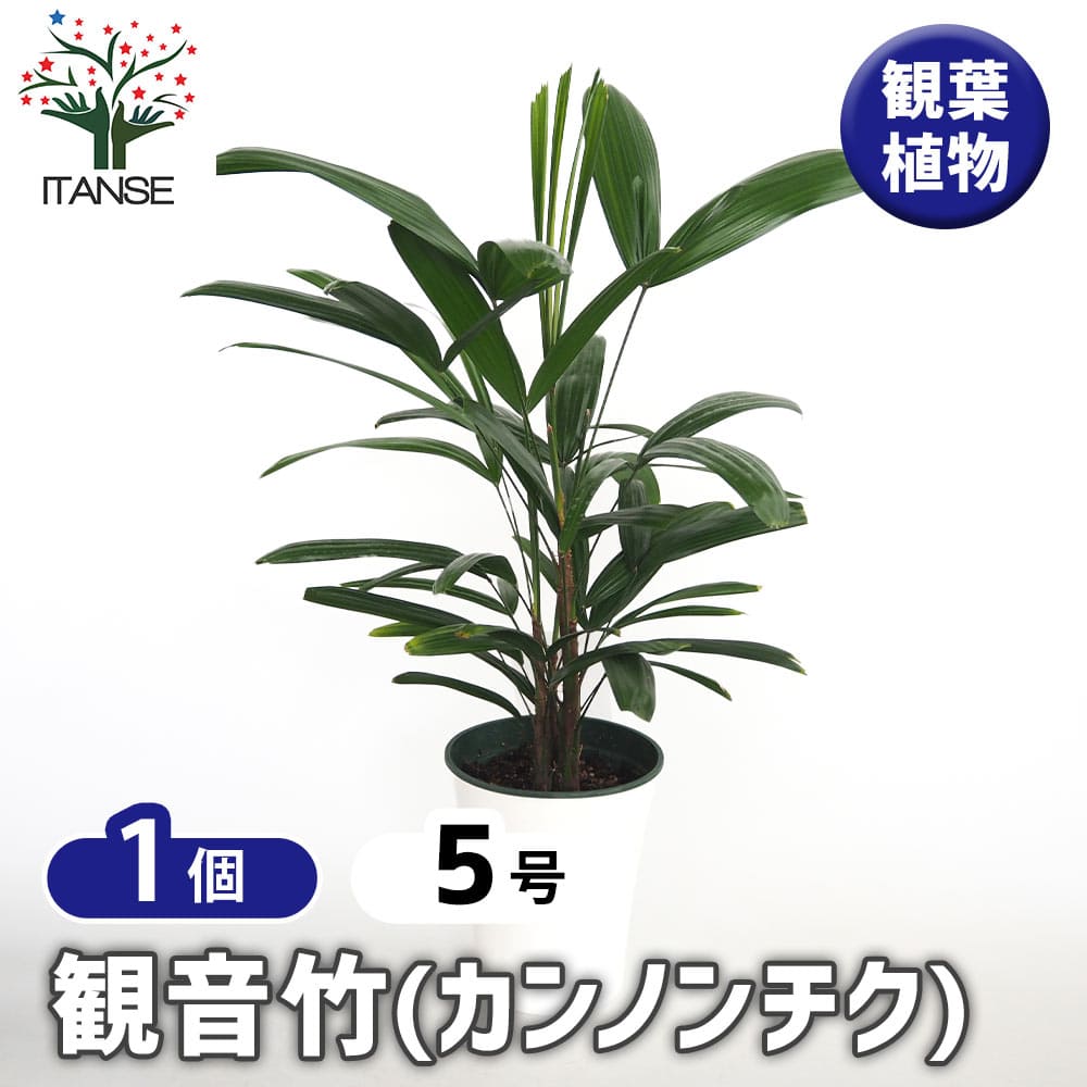 観音竹(カンノンチク) 【観葉植物 5号／1個売り】｜ 【植物の