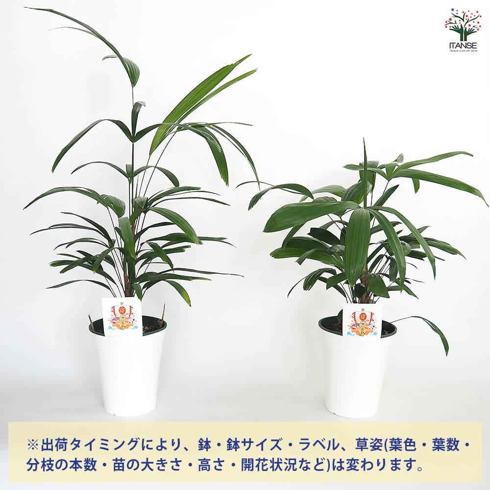観音竹(カンノンチク) 【観葉植物 5号／1個売り】｜ 【植物の