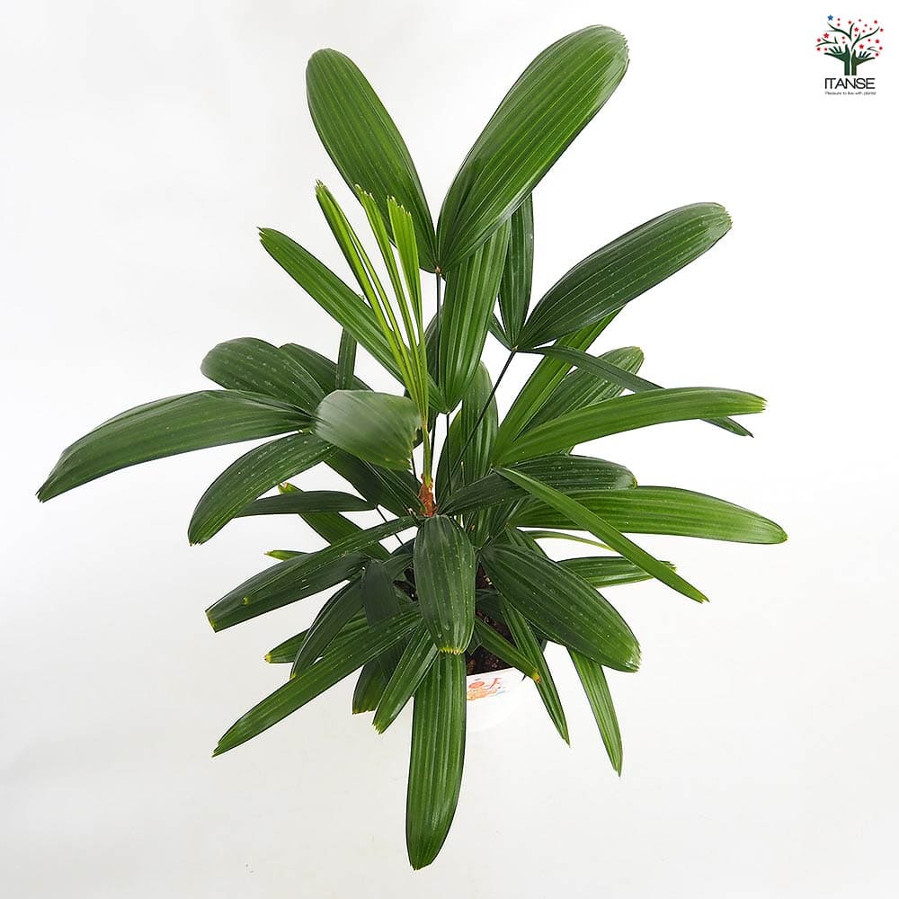 観音竹(カンノンチク) 【観葉植物 5号／1個売り】｜ 【植物の