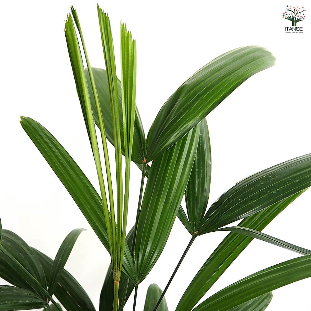 観音竹(カンノンチク) 【観葉植物 5号／1個売り】｜ 【植物の