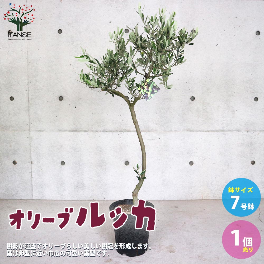 オリーブの苗木 品種：ルッカ【果樹の苗木 7号鉢スタンド仕立て 3年生
