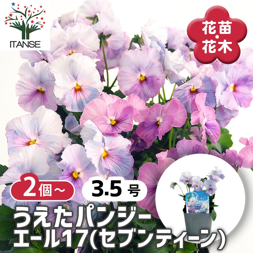 うえたコレクション パンジー・ビオラ エール17 (セブンティーン)2個