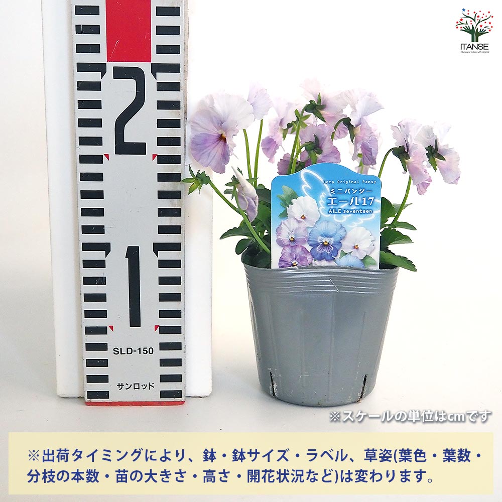 うえたコレクション パンジー・ビオラ エール17 (セブンティーン)2個～ 【花苗 3.5号】