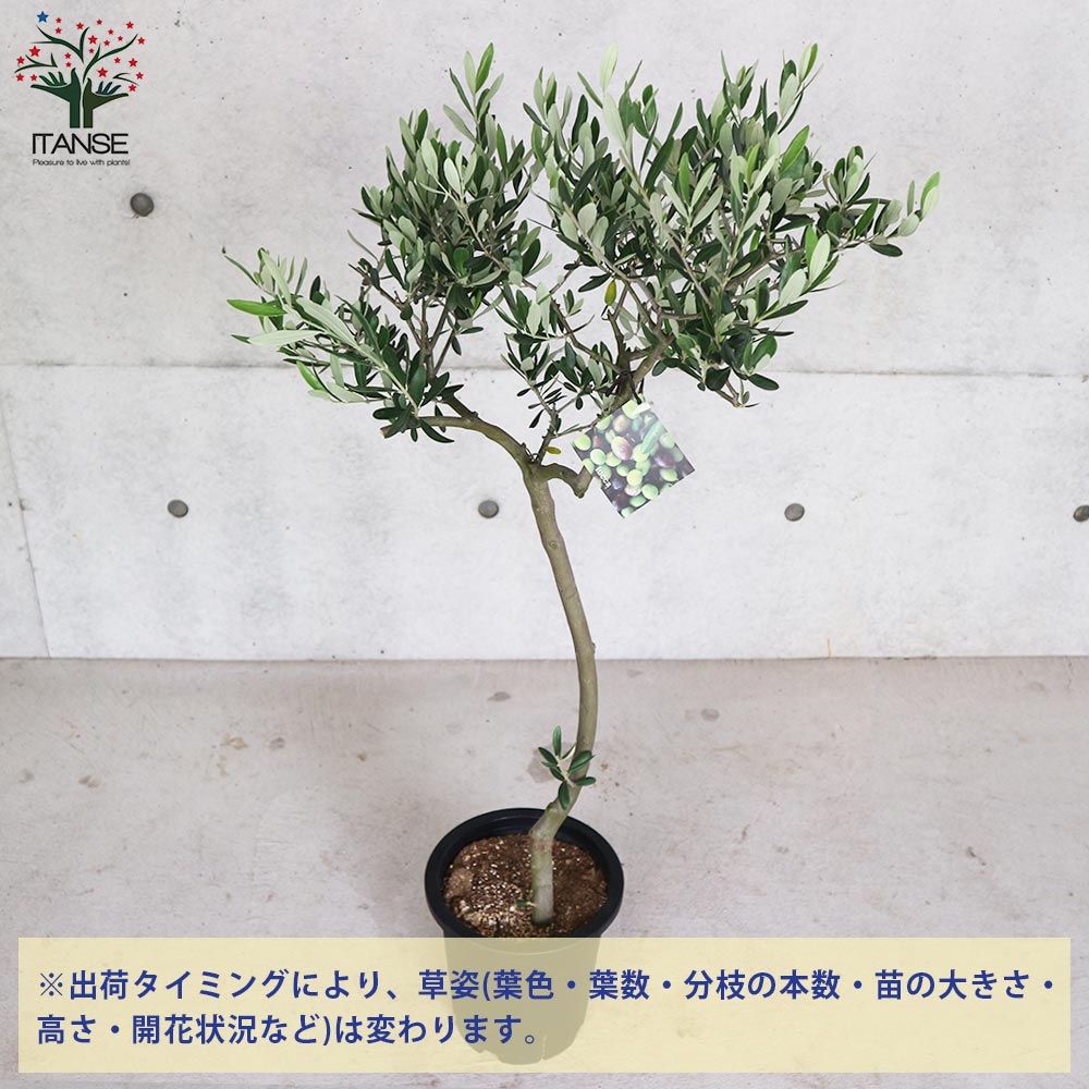 オリーブの苗木 品種：ルッカ【果樹の苗木 7号鉢スタンド仕立て 3年生