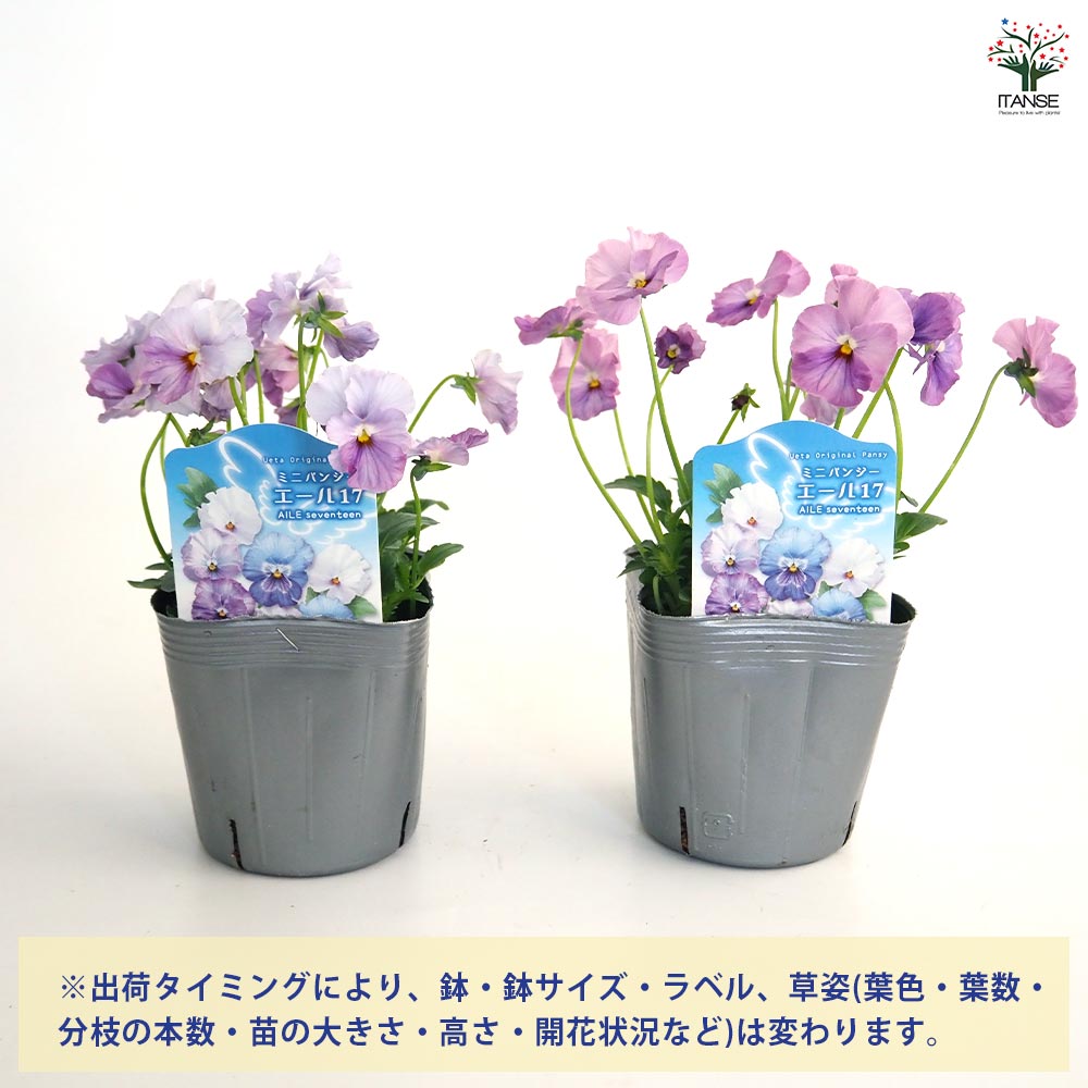 うえたコレクション パンジー・ビオラ エール17 (セブンティーン)2個