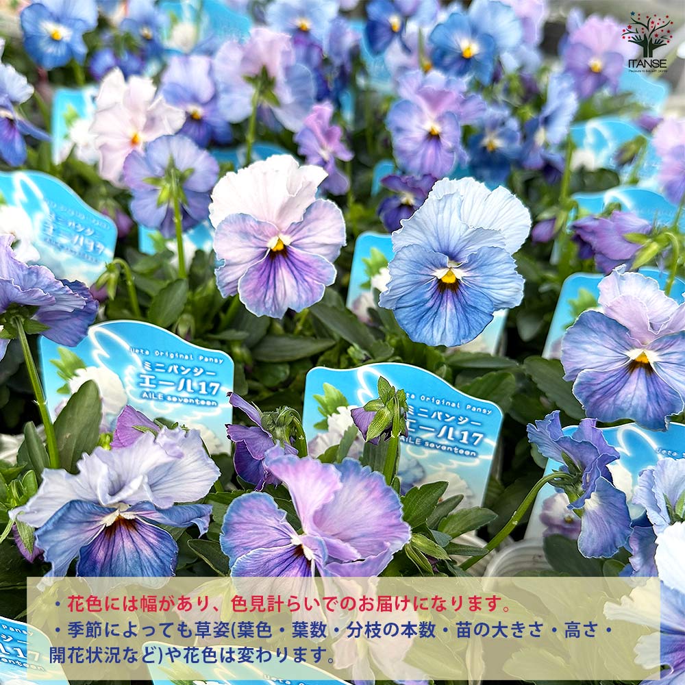 うえたコレクション パンジー・ビオラ エール17 (セブンティーン)2個