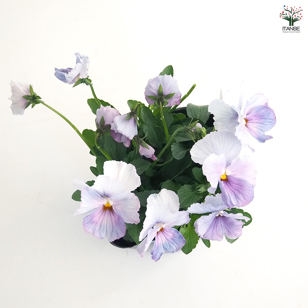 うえたコレクション パンジー・ビオラ エール17 (セブンティーン)2個～ 【花苗 3.5号】