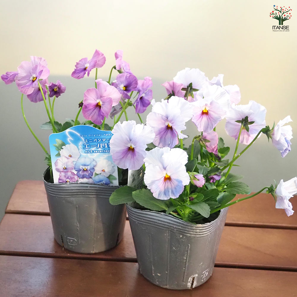 うえたコレクション パンジー・ビオラ エール17 (セブンティーン)2個～ 【花苗 3.5号】