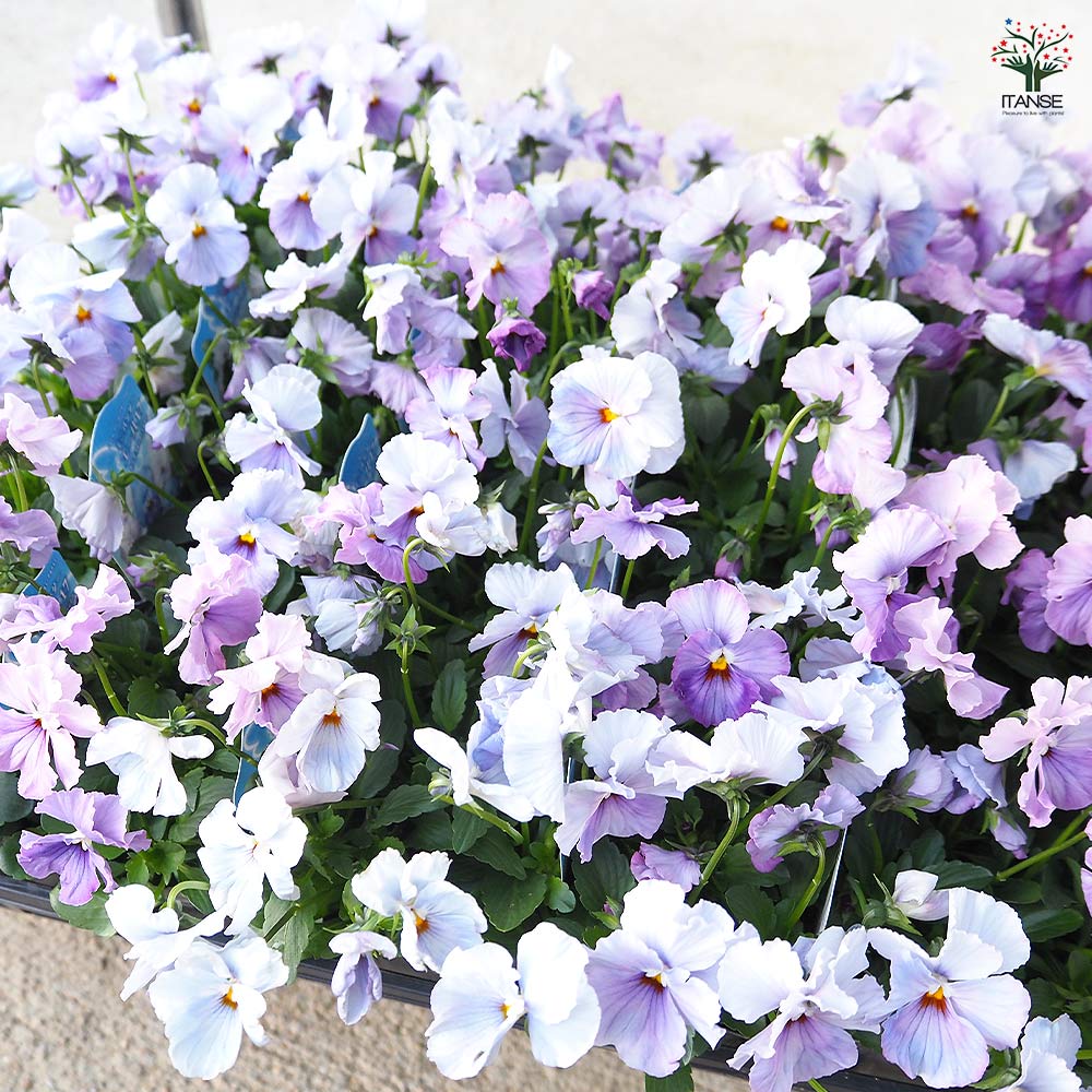 うえたコレクション パンジー・ビオラ エール17 (セブンティーン)2個