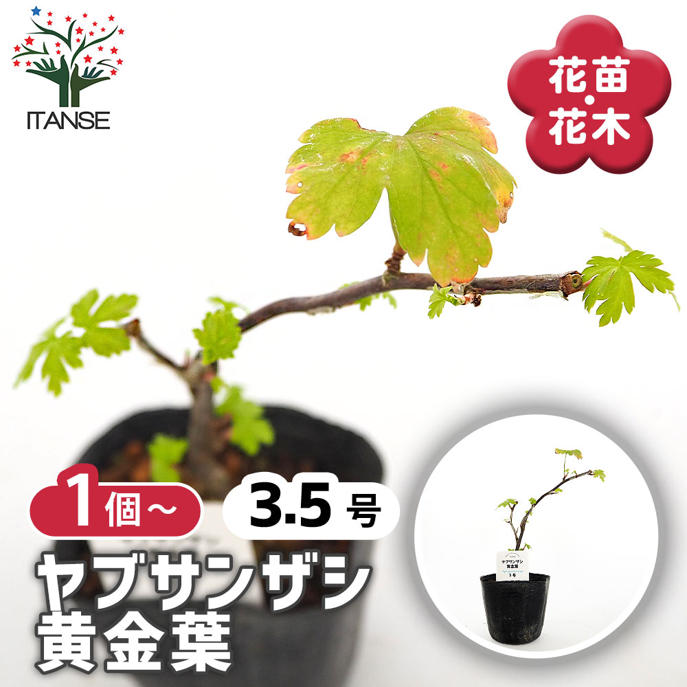 ヤブサンザシ 黄金葉 【花木苗 3号】｜ 【植物のITANSE】全品