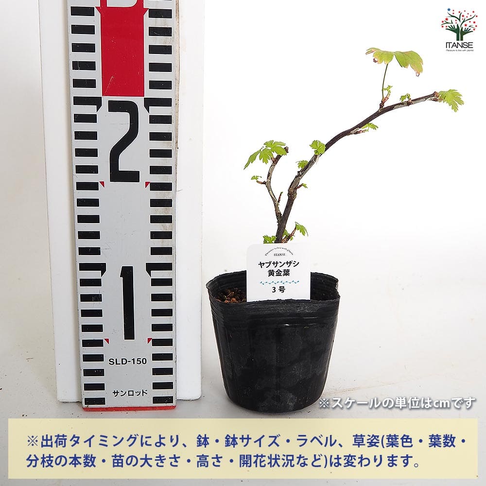 ヤブサンザシ 黄金葉 【花木苗 3号】｜ 【植物のITANSE】全品