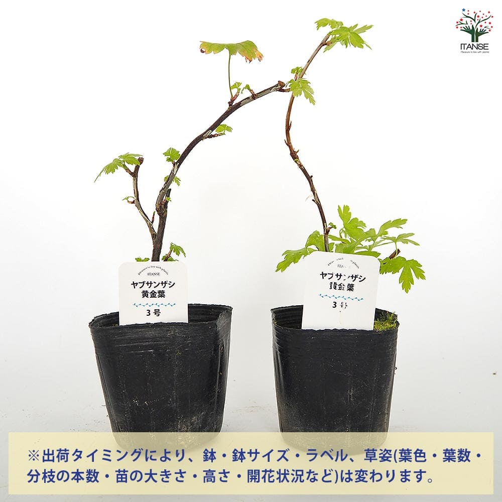 ヤブサンザシ 黄金葉 【花木苗 3号】｜ 【植物のITANSE】全品