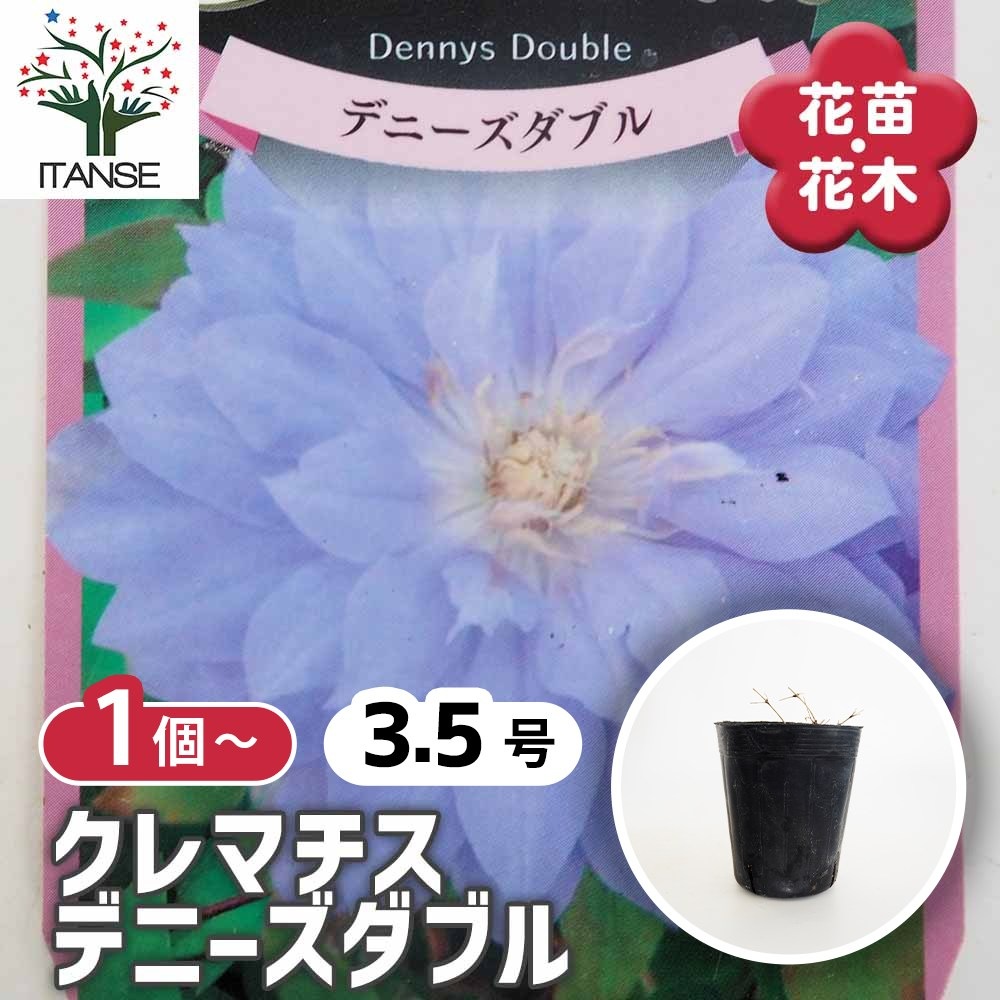 クレマチス デニーズダブル 【花苗 3.5号】｜ 【植物のITANSE